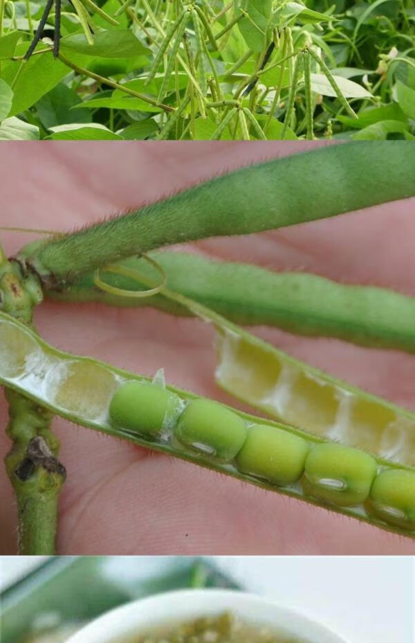 毛绿豆精品装2021年新鲜山东小绿豆杂粮发芽生豆芽的绿豆 大粒明绿豆5