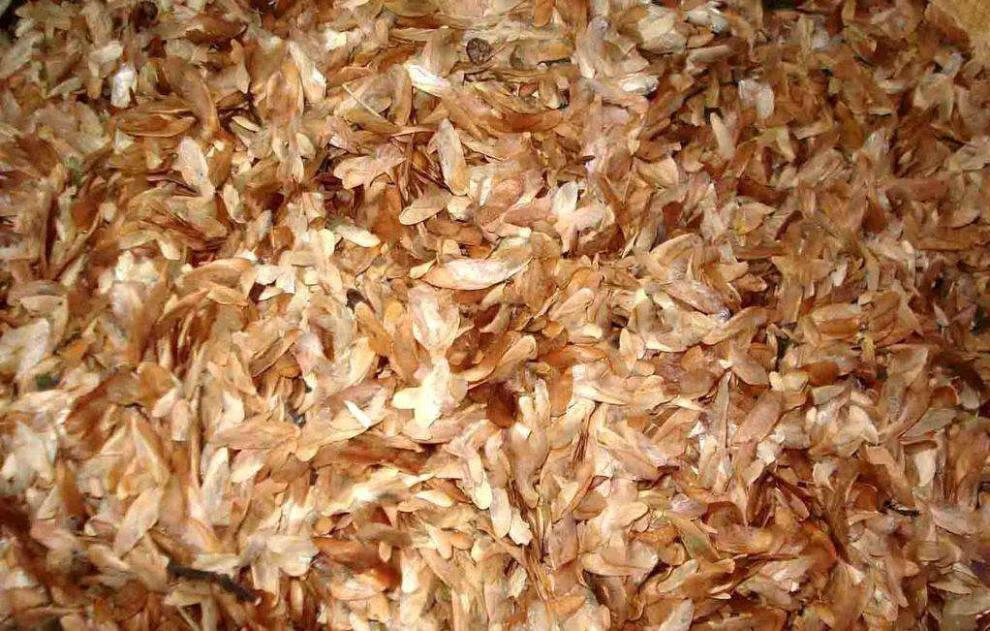 食用香椿种子芽苗菜椿芽种红油香椿种子当年新采收红油香椿树种子 净