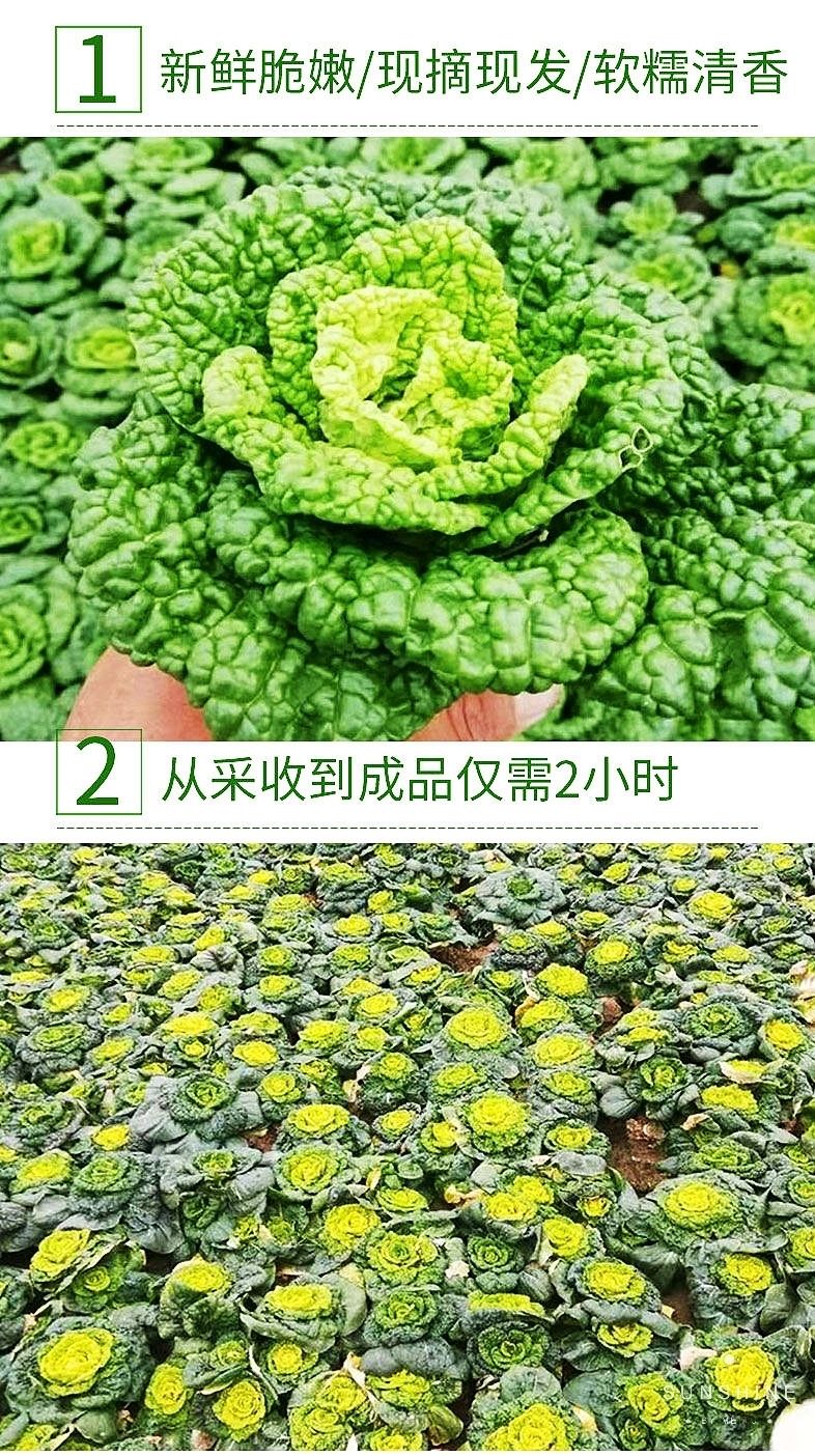 黃心烏現挖新鮮黃心菜塌地烏黃心菊花菜烏塌菜皺葉小白菜農家蔬菜黃心