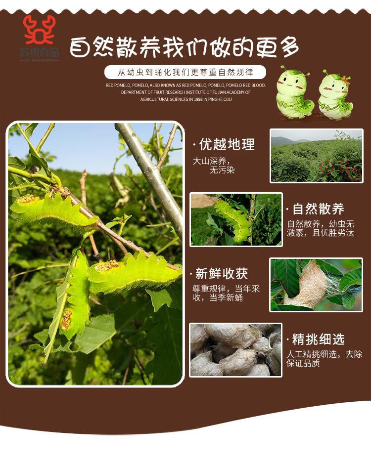 东北特产柞蚕蛹新鲜活蚕蛹大体黑蚕蛹活茧蛹蝉蛹500g顺丰【图片 价格