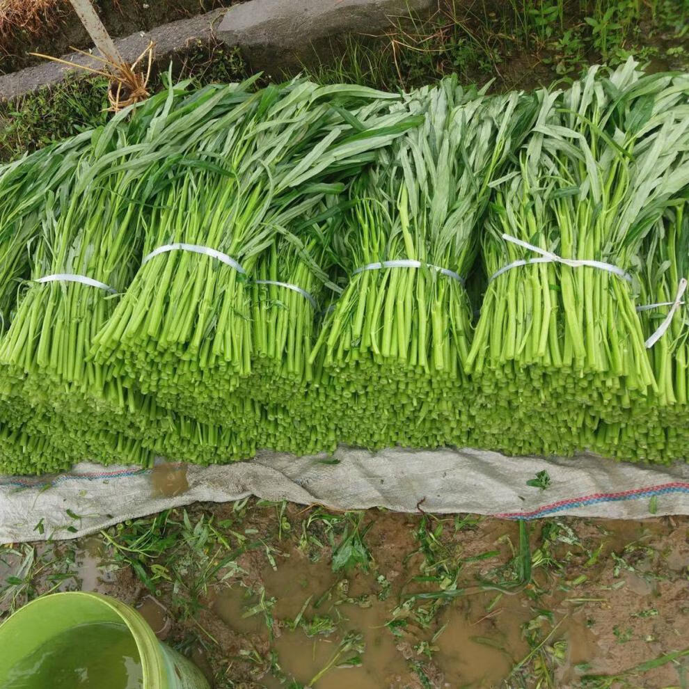 空心菜新鲜嫩尖当季现摘藤藤菜福建农家蔬菜蕹菜竹叶菜通心菜食用冰袋