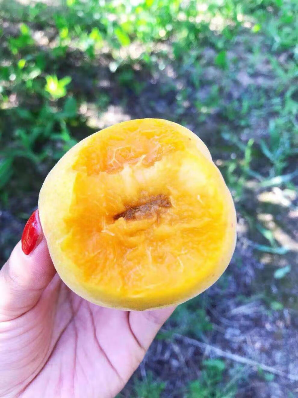 颜曼箐 顺丰 露天大黄杏新鲜现摘阳高大接杏山西杏子孕妇酸甜水果多汁