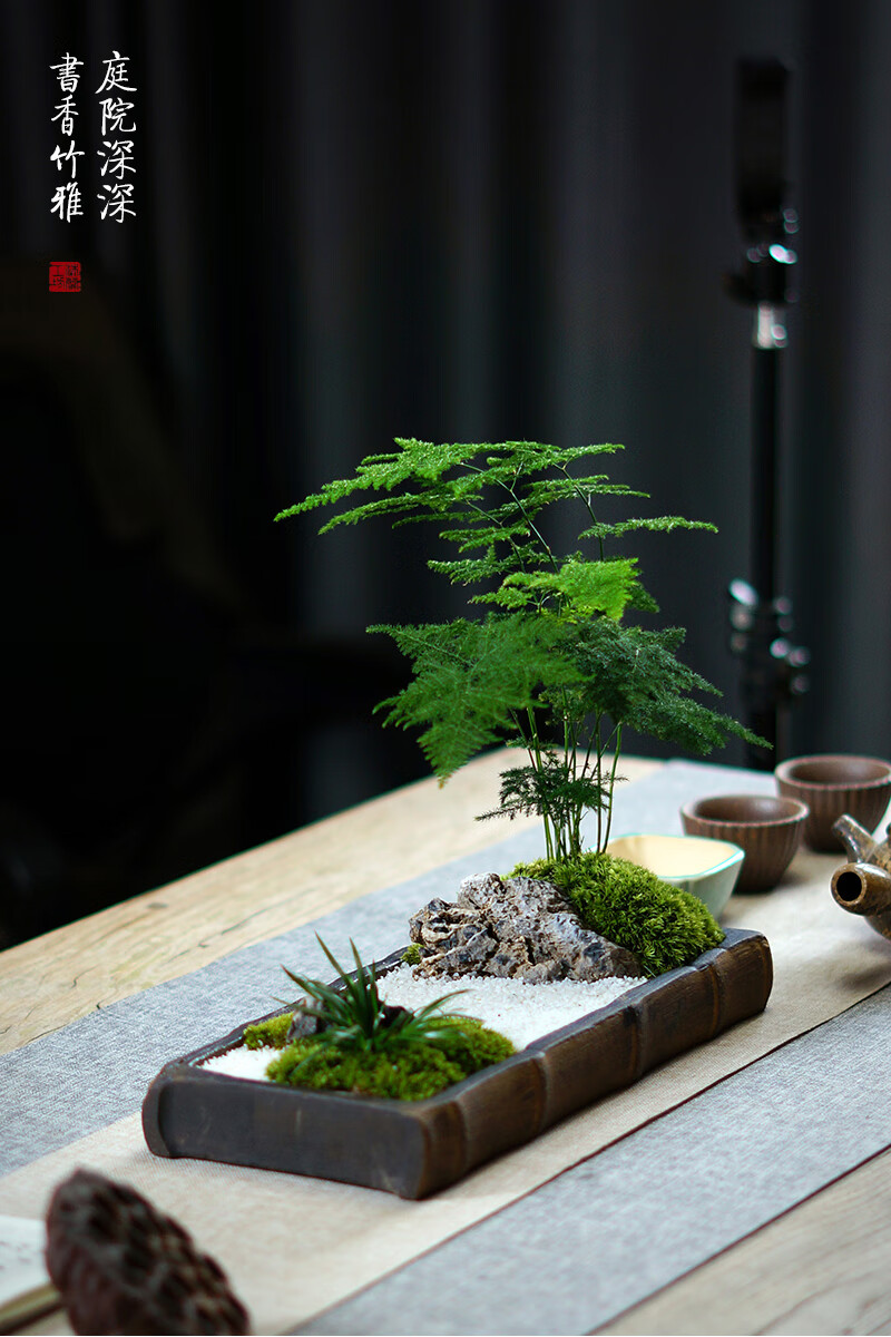 盆栽孤城文竹盆景苔藓枯山水中式禅意日式茶桌办公桌面盆栽孤城文竹