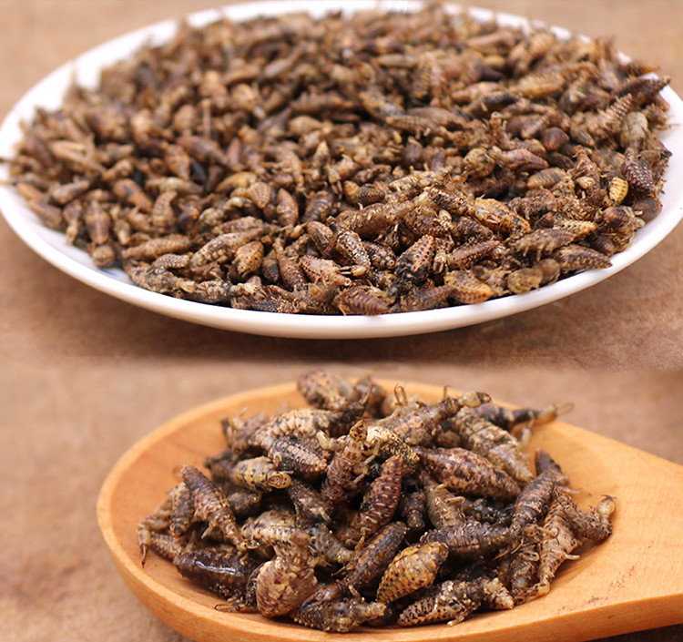 金沙牛10g清水金砂牛蚂岭虫地牯牛蚁狮