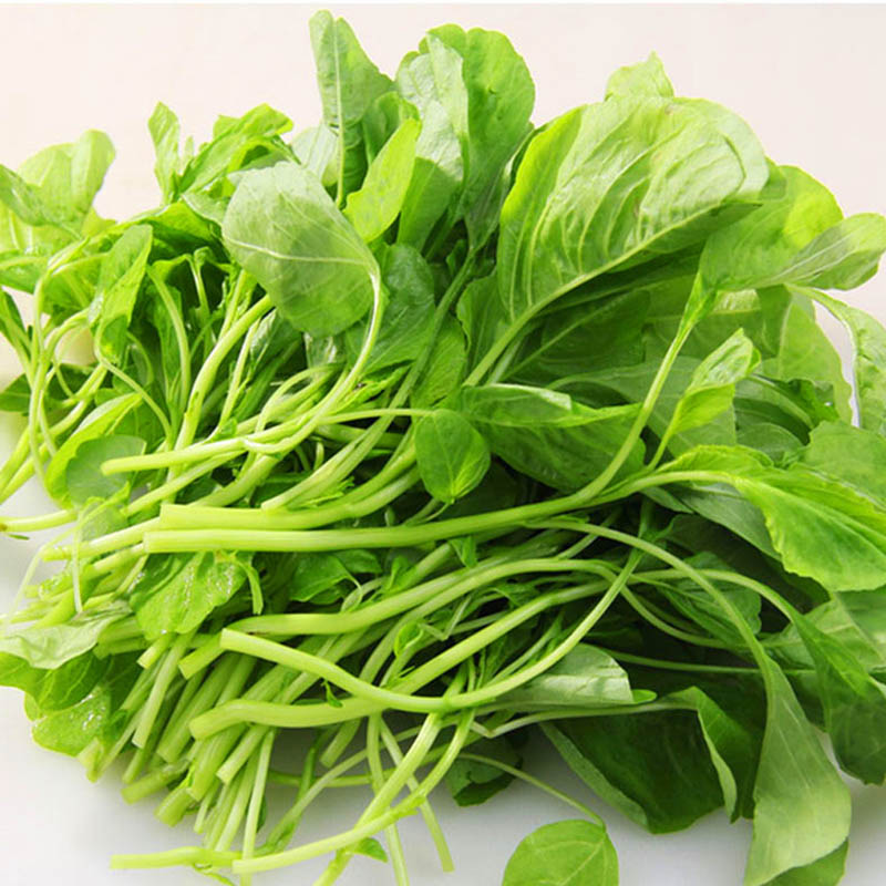 圆叶淡黄白苋菜种子 青苋菜米苋种籽阳台春秋季四季耐高温蔬菜孑 新百