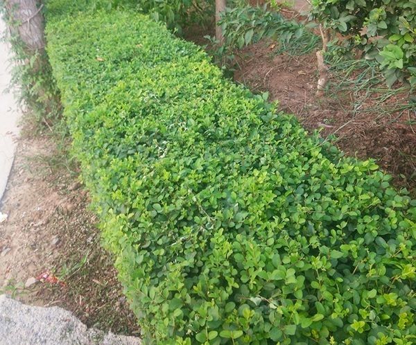 小叶女贞树苗四季常青盆栽庭院别墅小区绿篱苗道路绿化耐寒不落叶海桐