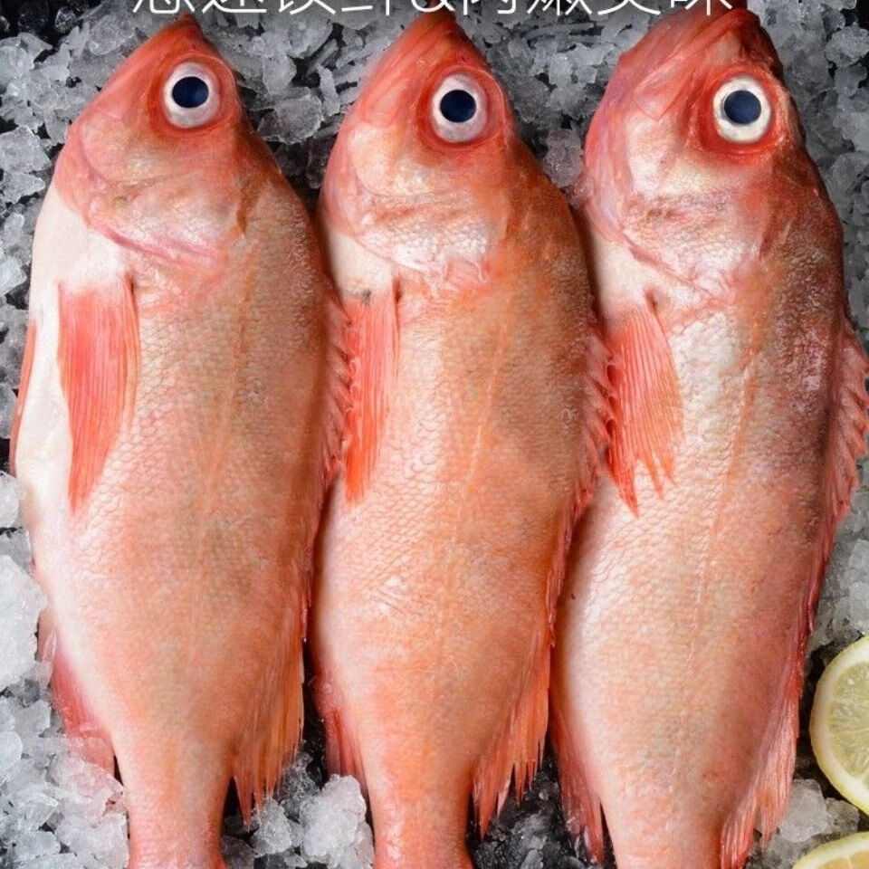 展志曼智红石斑鱼冷冻整条大龙胆鱼富贵鱼红鱼深海鱼鲜活海鲜水产5斤