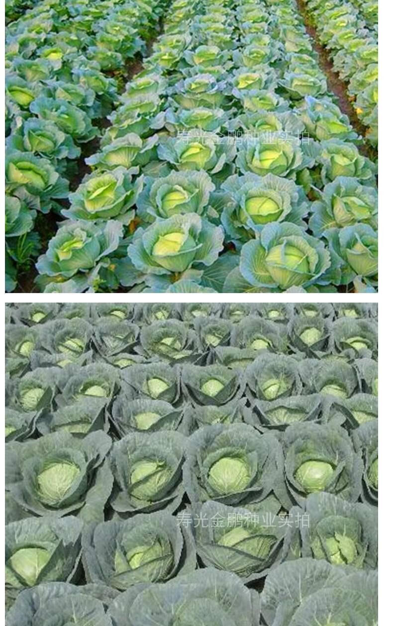甘蓝种子大头菜种籽耐热性好不裂球蔬菜种子莲花白抗热绿甘4060耐热