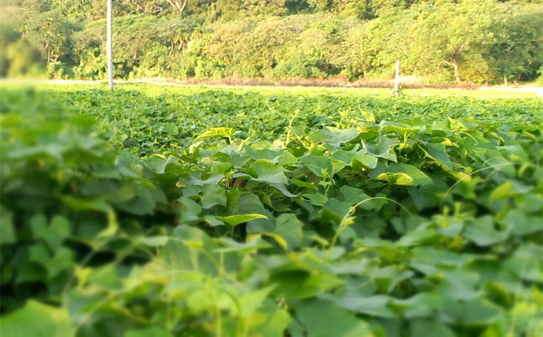 东北黑龙江红小豆批发红豆农家自产新红小豆赤小豆红豆荞麦米5斤