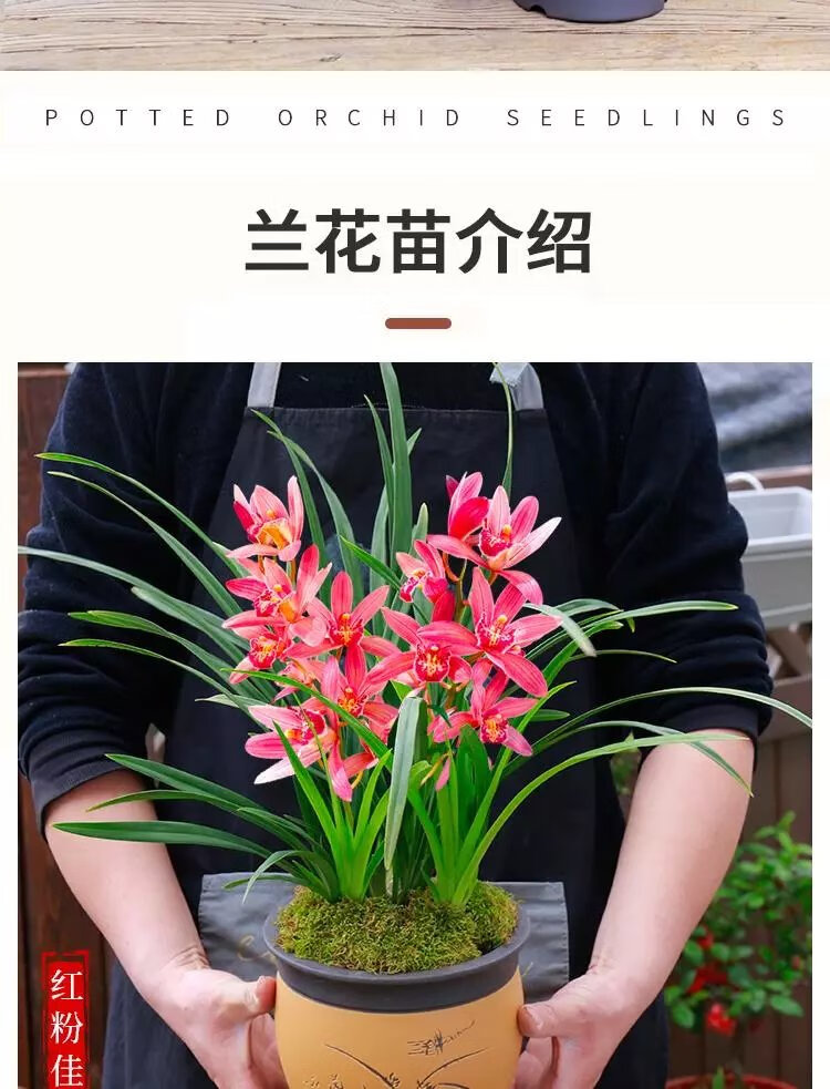 12，蘭花苗盆栽濃香型好養君子蘭蝴蝶蘭花卉綠植物四季開花特大客厛 中國紅 5苗【送育苗袋+肥】儅年開花多多