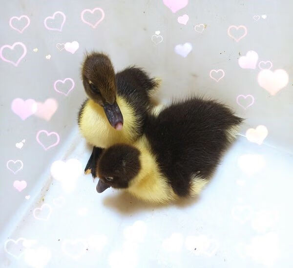 萌萌哒网红宠物小黄鸭子苗宠物鸭子纯活体活的活体小鸭子活物家养正黄