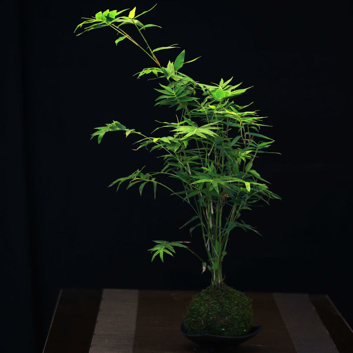 米竹室内盆栽水培苔藓球苔玉盆景禅意雅室桌面绿植苗观赏竹q提根六月