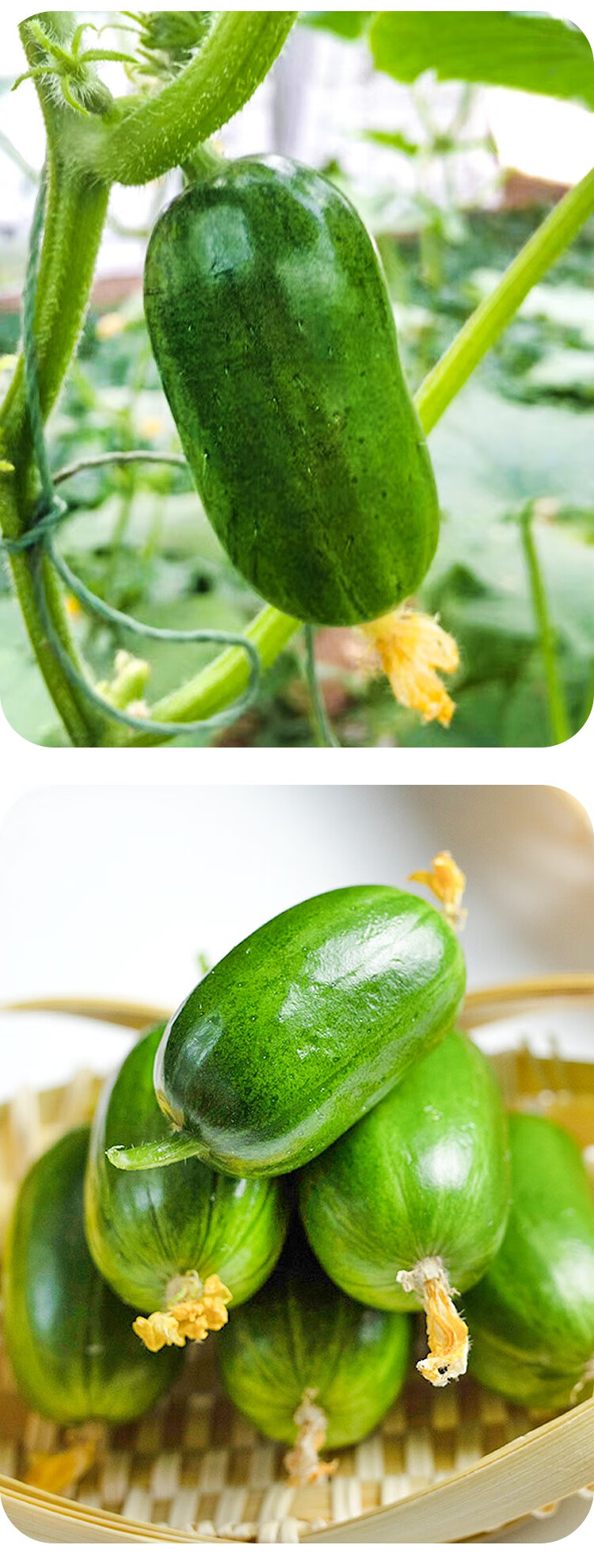 黎昕qq黄瓜种子金童玉女水果苗孑秧四季阳台专用菜苗小蔬菜种籽秧苗