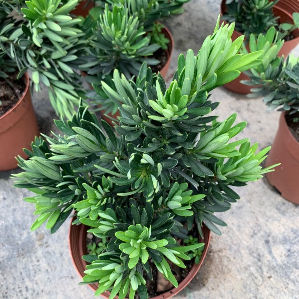 菊花芯罗汉松1-6年苗母树苗 菊花芯罗汉松4年苗【图片 价格 品牌 报价