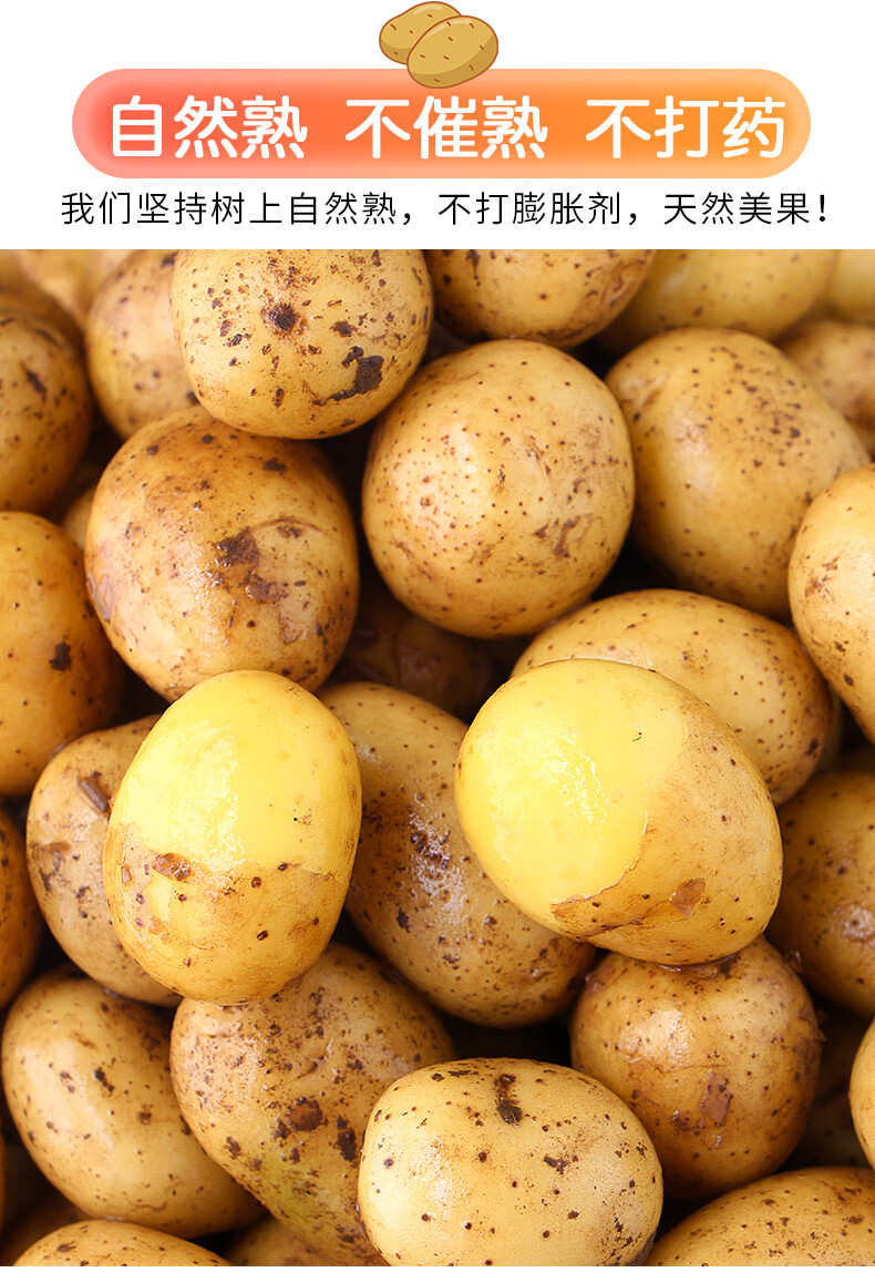 迷你恩施小土豆高山新鲜农家自种马铃薯马尔科老品种黄皮黄心洋芋2500