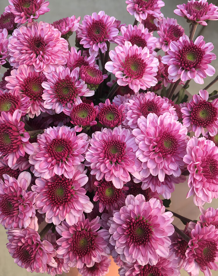 直发洋甘菊速递同城家用水养鲜切花小菊花 小雏菊粉心小蘑菇10枝多头