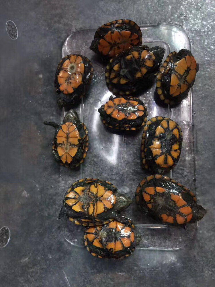 红面蛋龟全品红面蛋龟活体进口红面蛋龟剃刀果核头盔白唇东方采缇 8-9