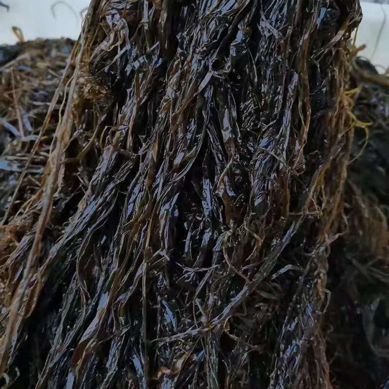 大连海菜包子 海麻线包子 海藻菜龙须菜包子海草菜包