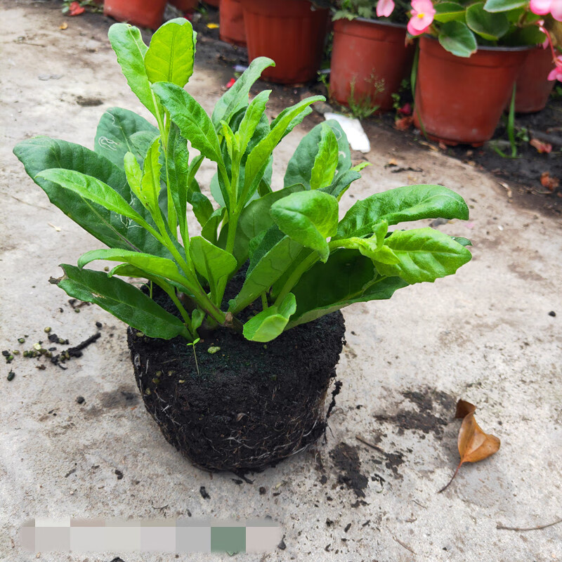 金鸡毛草明月草盆栽大苗白子菜庭院阳台绿植多年生金鸡毛草 3盆3组合