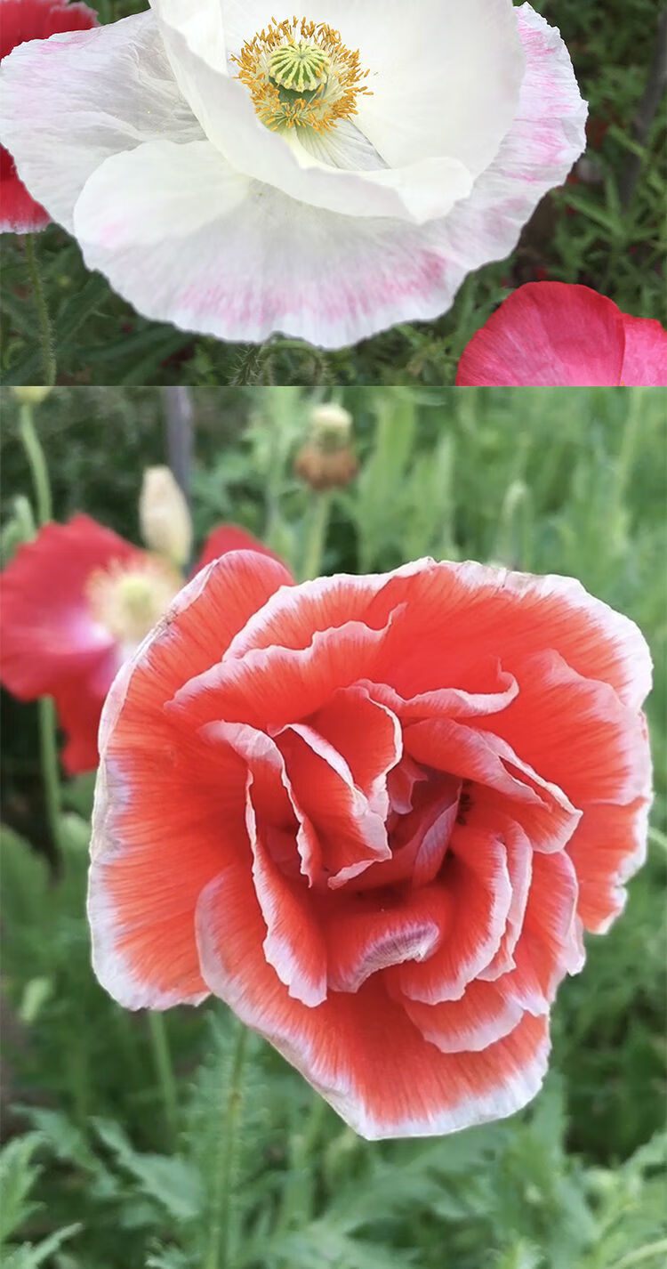 【精选绿植】虞美人种子 肥混色重瓣丽春花种子冰岛虞美人花庭院室外