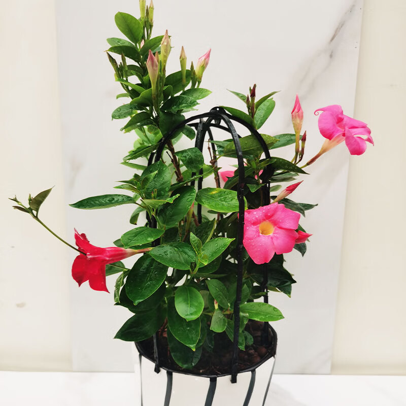 万里飘香藤四季开花藤室内带花苞盆栽藤重瓣年藤花卉盆栽庭院阳台飘香