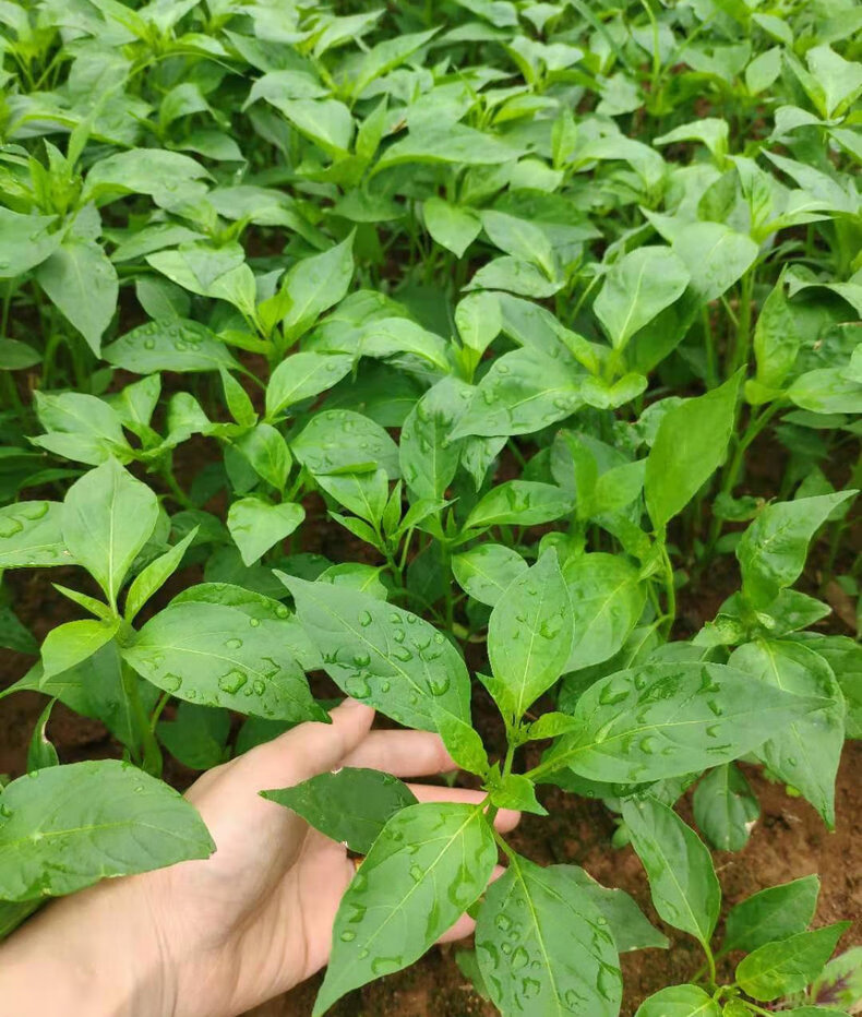 顺丰湖南樟树港辣椒苗季早苗辣椒秧苗湘阴特产15棵产地现挖50g