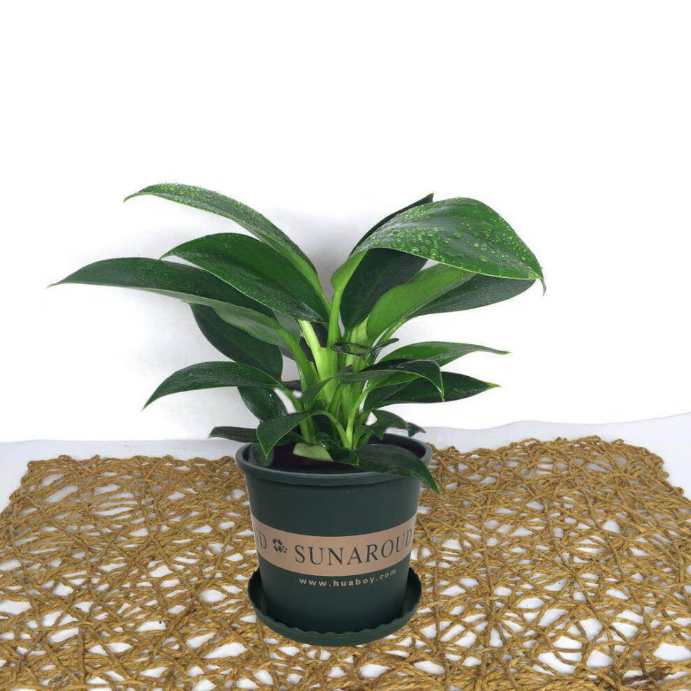 大叶金钻盆栽绿公主花卉植物室内客厅绿植万年青四季好养活吸甲醛