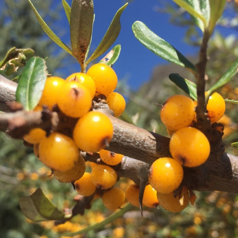 维桑 新鲜沙棘果 山西吕梁山特产沙刺果 挑选醋柳果酵素榨汁 2.5kg