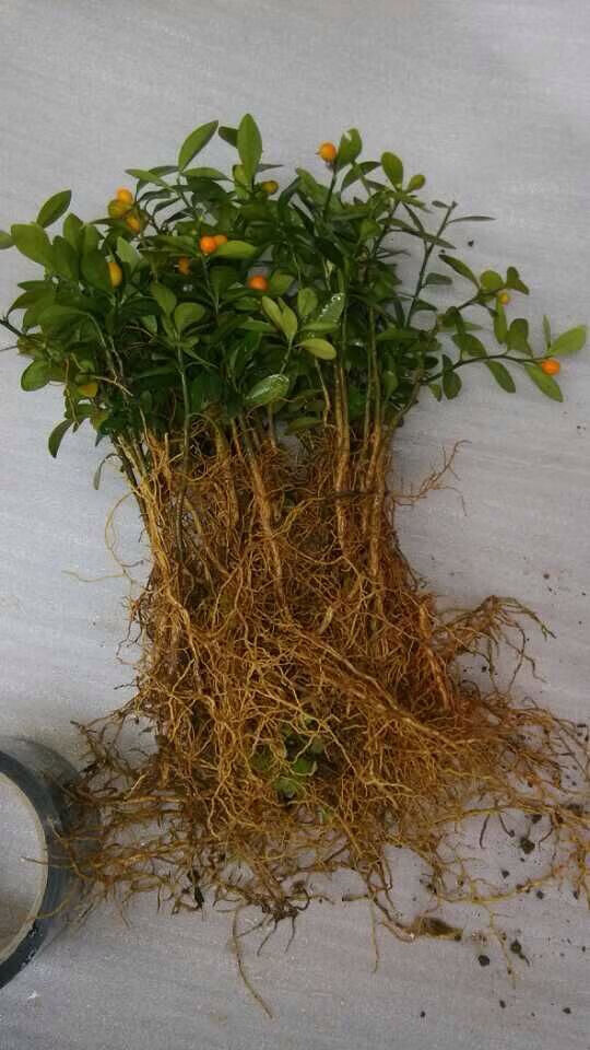 金豆苗盆景小苗豆苗山桔苗野山柑树苗长青金豆苗木苗圃直销 5年结果