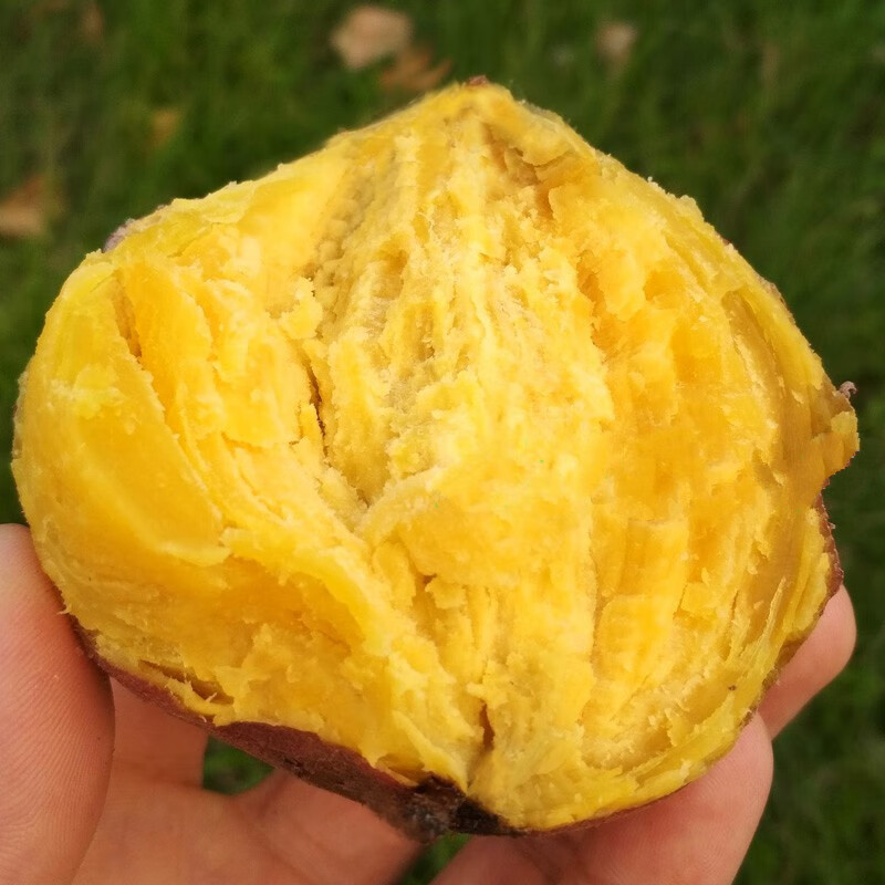 粉糯香甜茂名鸡蛋王番薯新鲜现挖黄心红薯黄肉板栗鸡蛋黄番薯粉糯山芋