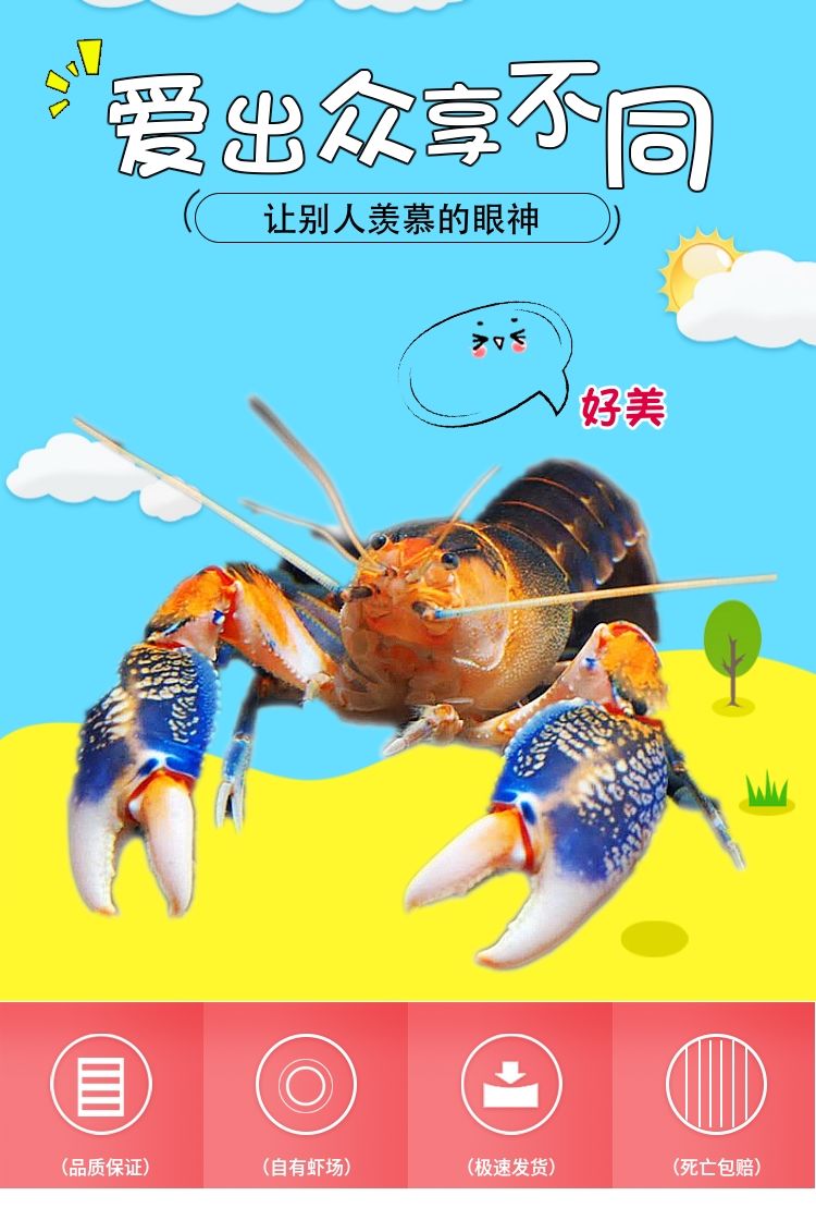 观赏鳌虾水族活体宠物鲜活天空蓝魔虾淡水大型蓝色小龙虾苗龙纹虾