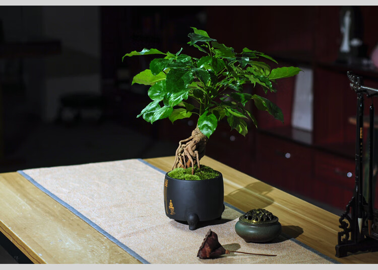 花姬绿宝树室内造型常青提根桌面小型盆栽办公桌书房盆景四季耐阴老桩