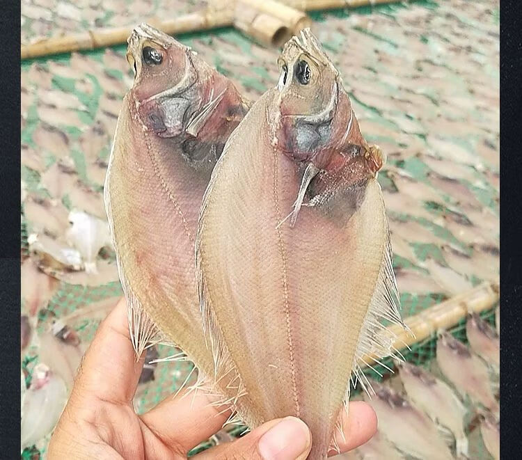 威海特产偏口鱼干长脖鱼干去腮去内脏晾晒6成干左右一斤5条去腮去内脏