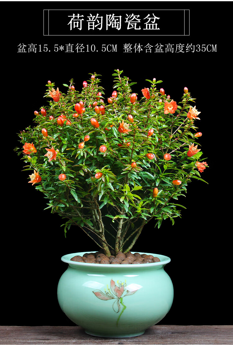 石榴花盆栽四季开花树苗可结果室内好养花卉阳台庭院石榴盆景植物