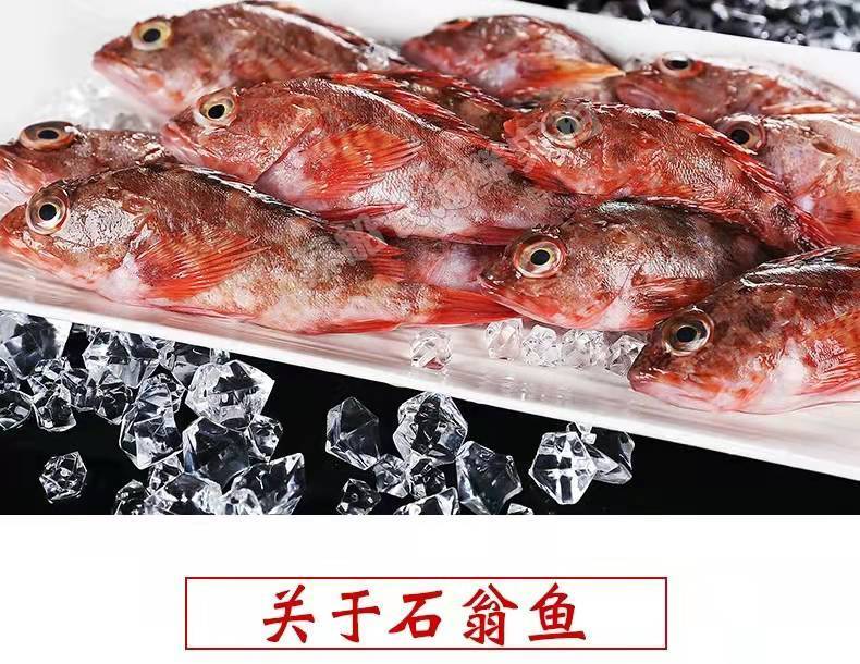 石九公鱼石翁鱼鲜活虎头鱼小红斑鱼石斑鱼鲜海鲜买3斤加2斤自家渔船