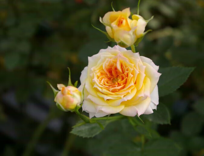 法国切花月季苗浪漫玫瑰面纱阳台盆栽花园四季开浓香花卉绿植玫瑰玫瑰