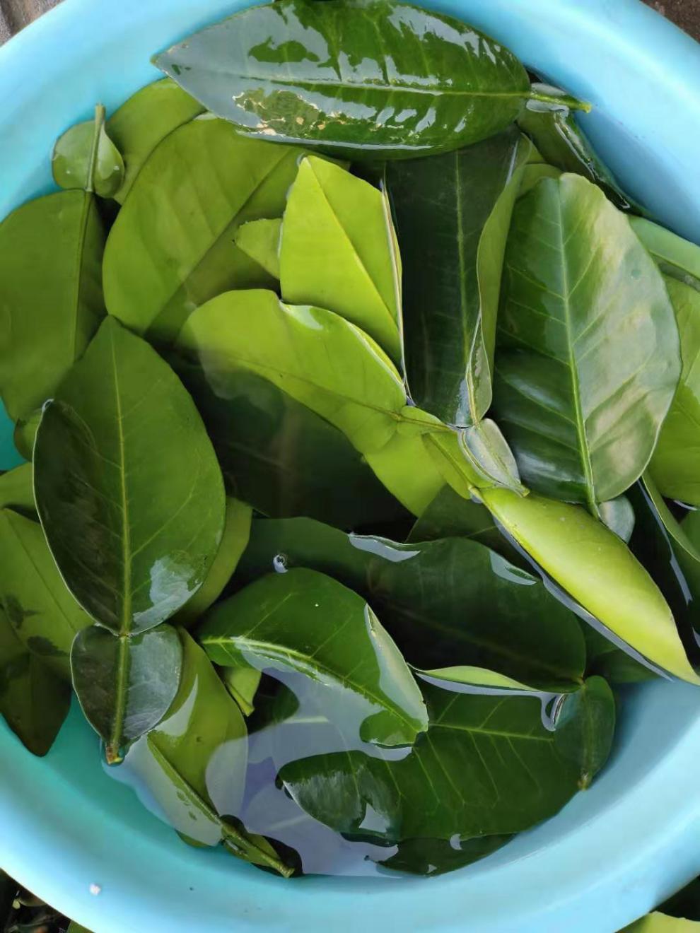 现货 新鲜柚子叶碌柚叶纯叶片可做清明团清明粿垫叶