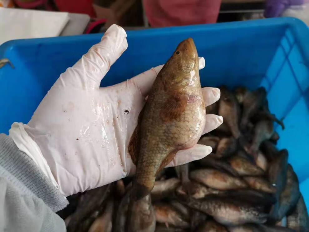 黑龙江江鱼东北老头鱼山胖头鱼冷水江鱼新打捞新鱼速冻2斤装每斤2530