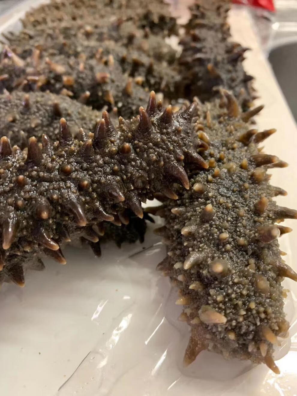 日本关东参北海道海参六排刺纯淡干关东海参北海道红参干货50g四排刺