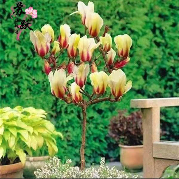 玉兰花树苗广玉兰紫玉兰红玉兰白玉兰大苗北方庭院室内盆栽植物粉美人