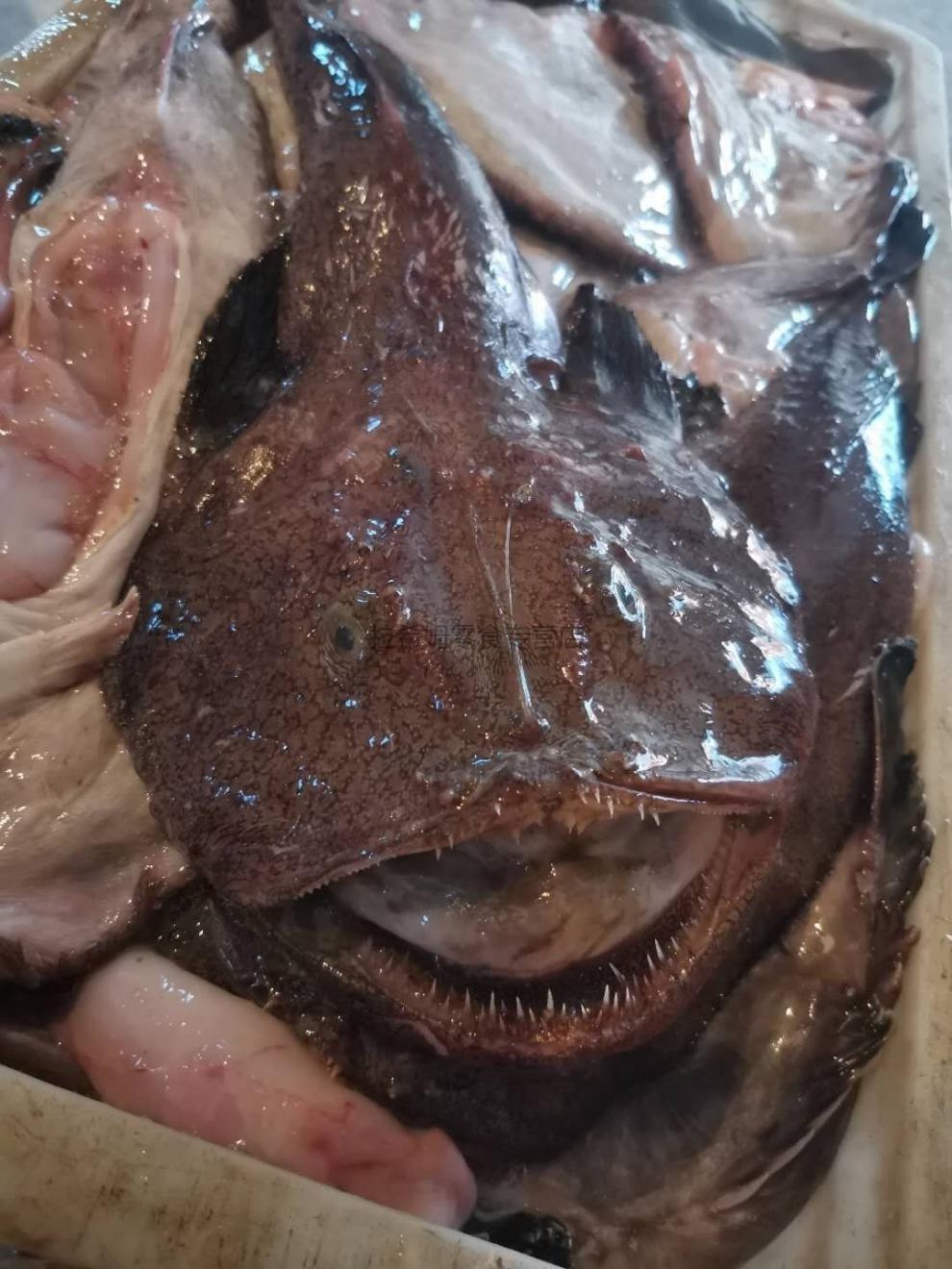 橙伯乐 新鲜鮟鱇鱼海鱼无鱼刺带肝带肚灯笼鱼蛤蟆鱼 单条安康鱼净重2