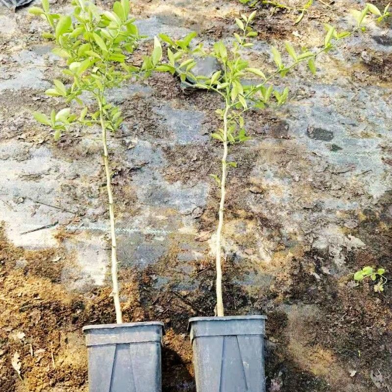 浙江金豆小苗金豆盆景苗常青桌面观果苗品种苗金豆小品盆景 45cm高度