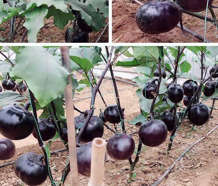 春枝韵圆茄子黑龙快圆茄种子 农家易种植盆栽紫黑皮肉厚圆茄子蔬菜