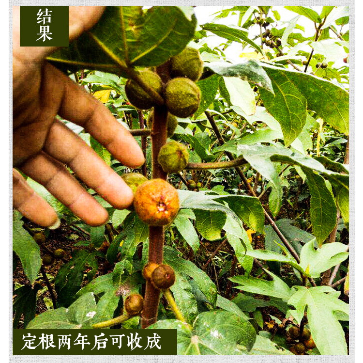 qcdd广西五指毛桃种子南方北方四季可种植中药材果树五指毛桃种子五指