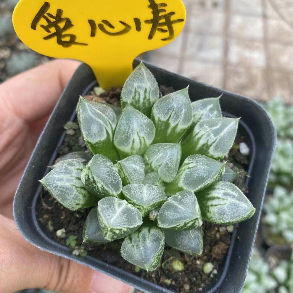 园艺樱水晶玉露紫肌ob1雪国万象雪景色多肉灯套餐黑肌玉露56厘米带