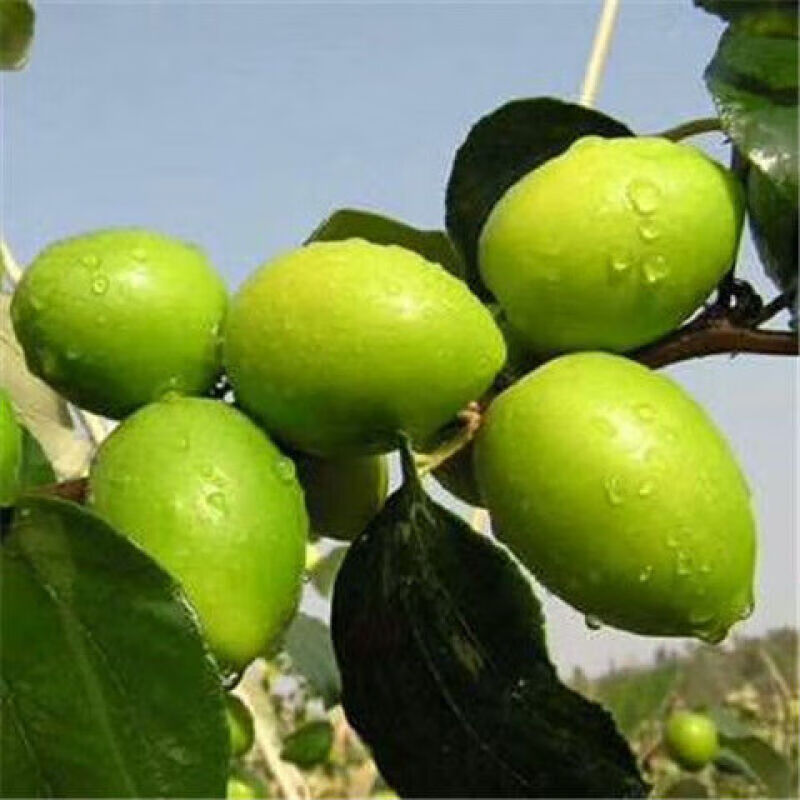 媚调【速发】云南青枣新鲜批发冬枣脆甜应季孕妇牛奶枣子 牛奶枣3斤