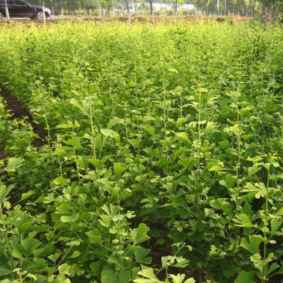 银杏树苗大树苗旺宅门前树长寿树银杏树苗金叶白果树耐寒庭院绿化苗