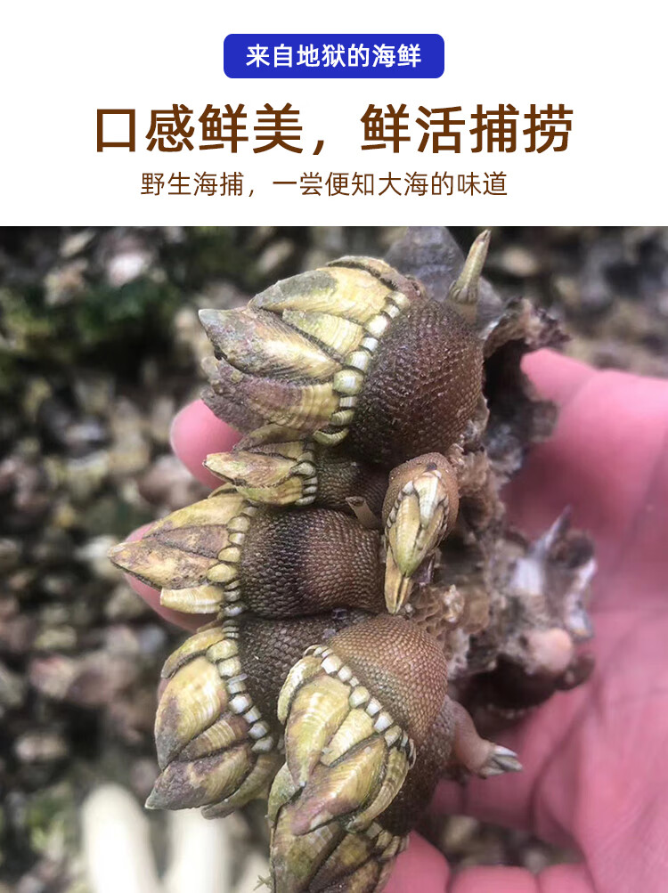 海鲜佛手螺鲜活大特大鹅颈藤壶狗爪螺海鸡脚螺龟足贝鸡爪螺 腾旺纳跃