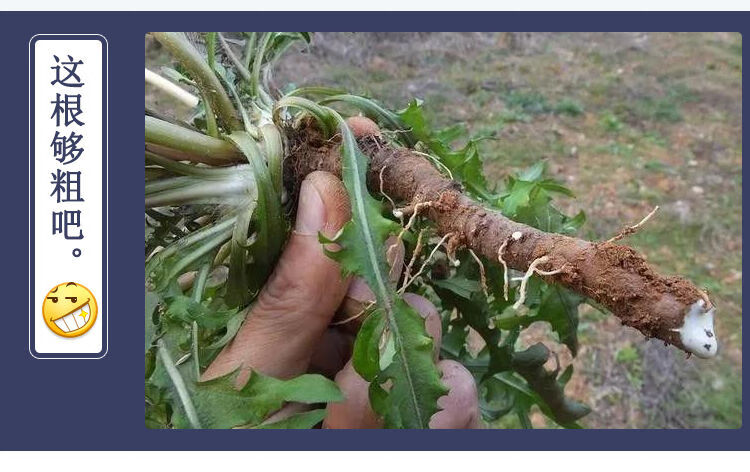 蒲公英根茶长白山500g带根干老根大根三年中根500克1斤