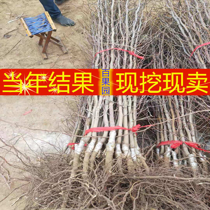 新疆和田大枣树苗特大红枣树苗枣树活苗冬枣苗南北方种植当年结果5年